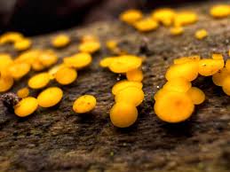 Attēlu rezultāti vaicājumam “Bisporella citrina”