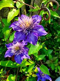 Image result for clematis multi blue