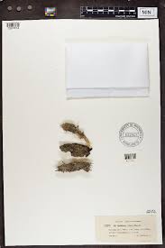 Attēlu rezultāti vaicājumam “Cladonia parasitica”