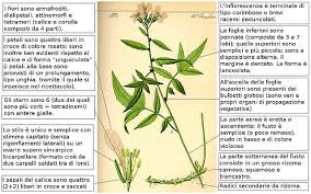 Attēlu rezultāti vaicājumam “Cardamine bulbifera”