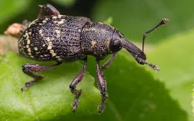 Attēlu rezultāti vaicājumam “Hylobius pinastri”