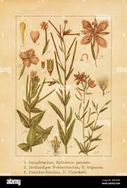 Attēlu rezultāti vaicājumam “Epilobium palustre”