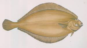 Image result for Glyptocephalus cynoglossus