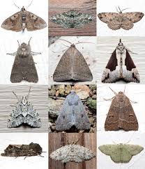 Attēlu rezultāti vaicājumam “Rusina ferruginea male”