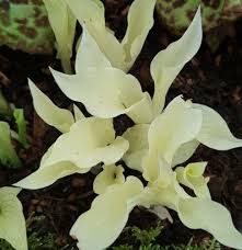 Image result for Hosta White Feather