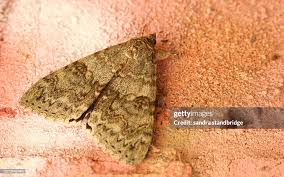 Attēlu rezultāti vaicājumam “Catocala nupta”