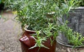 Image result for selvatici tehron