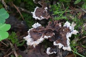 Attēlu rezultāti vaicājumam “Thelephora penicillata”