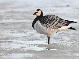 Attēlu rezultāti vaicājumam “Branta leucopsis”