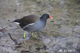 Image result for Gallinula chloropus