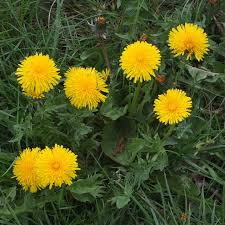 Attēlu rezultāti vaicājumam “Taraxacum officinale aggr.”
