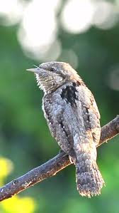 Image result for Jynx torquilla