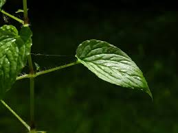 Attēlu rezultāti vaicājumam “Stellaria nemorum leaf”