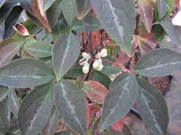 Attēlu rezultāti vaicājumam “Clematis leaf”