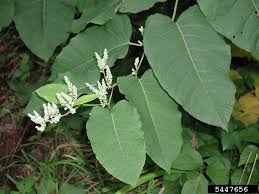 Attēlu rezultāti vaicājumam “Reynoutria sachalinensis”