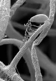 Attēlu rezultāti vaicājumam “Hygrohypnum luridum sporophyte”