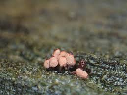 Attēlu rezultāti vaicājumam “Arcyria minuta”