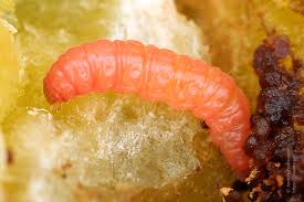 Attēlu rezultāti vaicājumam “Grapholita funebrana larva”