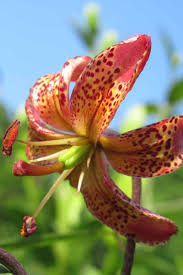 Attēlu rezultāti vaicājumam “Lilium martagon fruit”