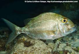 Image result for Calamus bajonado