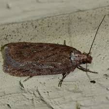 Attēlu rezultāti vaicājumam “Depressaria olerella”