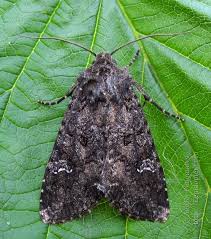 Attēlu rezultāti vaicājumam “Mamestra brassicae”