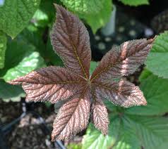 Image result for Rodgersia chocolate wings