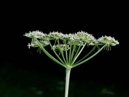 Attēlu rezultāti vaicājumam “Peucedanum oreoselinum”