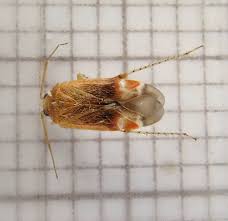 Attēlu rezultāti vaicājumam “Psallus sp.”