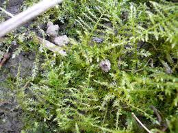 Attēlu rezultāti vaicājumam “Eurhynchium hians”