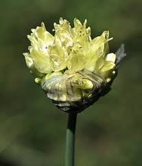 Attēlu rezultāti vaicājumam “Allium sativum bud”