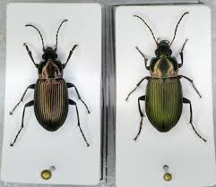 Attēlu rezultāti vaicājumam “Poecilus cupreus”