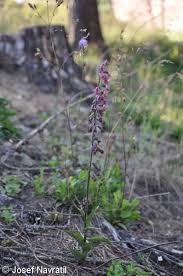 Attēlu rezultāti vaicājumam “Epipactis atrorubens fruit”
