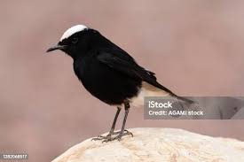 Image result for Oenanthe leucopyga