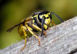 Attēlu rezultāti vaicājumam “Vespula germanica”