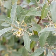 Attēlu rezultāti vaicājumam “Elaeagnus commutata”