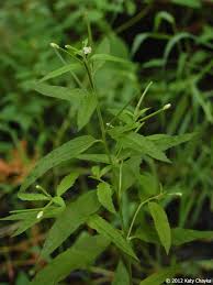 Attēlu rezultāti vaicājumam “Epilobium roseum leaf”