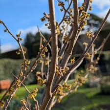 Attēlu rezultāti vaicājumam “Hamamelis vernalis bud”