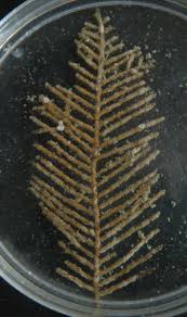 Attēlu rezultāti vaicājumam “Abietinella abietina var. hystricosa”