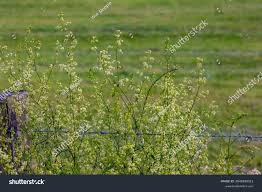 Attēlu rezultāti vaicājumam “Galium elongatum leaf”