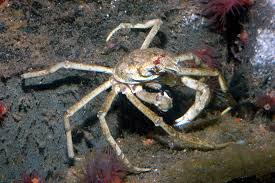 Image result for Hyas araneus