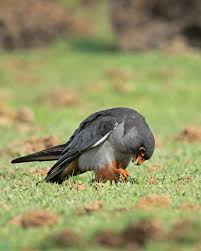 Image result for Falco amurensis