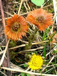Attēlu rezultāti vaicājumam “Tussilago farfara flower”