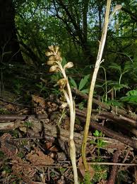 Attēlu rezultāti vaicājumam “Neottia nidus-avis flower”