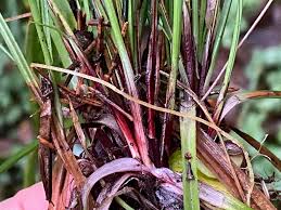 Attēlu rezultāti vaicājumam “Carex digitata fruit”