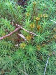 Attēlu rezultāti vaicājumam “Polytrichum commune var. perigoniale”
