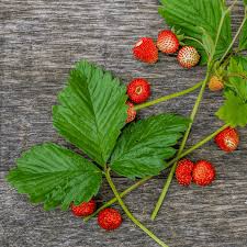 Image result for Fragaria vesca