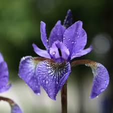 Image result for Iris