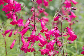 Image result for Penstemon