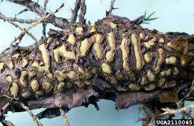 Attēlu rezultāti vaicājumam “Gymnosporangium sabinae”